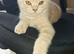 Available now. Champion lines British Shorthair kittens