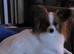 KC Registered Papillon's