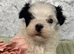 Yorkie x Maltese