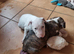 Bullterrier pups