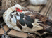 Muscovy ducks