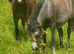 2 x yearly colts Welsh section A for sale