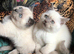 Purebred Colourpoint BSH kittens / blue point , lilac point