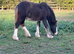 Mini cob colt foal