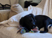 Australian Labradoodle Puppies