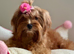 Beautiful maltipoo girl