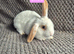 Mini Lion Lop Bunnies