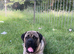 Selling my 2 year old male cane corso