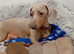 Miniature Dachshund Boys