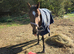 3yr old Bay filly 15.3, 2yr old Brown filly 15.2