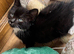 RAGDOLL CROSS BOY READY NOW
