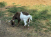 2 Whether Pygmy Goats