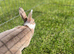 Mini Rex girl