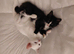 Black and White female kitten