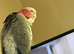 Galah cockatoo