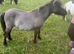 Black dun Shetland filly