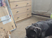 Luna - great Dane/cane corso