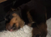Stunning pedigree Rottweiler cubs