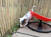 Jack Russel x Chihuahua