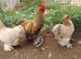 Trio of pekins