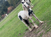 12 month old colt for sale