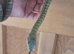 Cb2025 Japanese rat snake unsexed