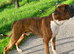 Boxer Male