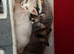 Three Beautiful Sphynx Cats &ndash; Microchipped & Vaccinated (Aged 5 & 1)