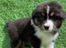 Australian Shepherd Puppies