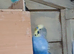 budgies for sale, read ad