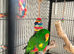 Eclectus Parrots
