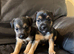 Jack Russell puppies