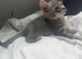 STUNNING LITTER READY FOR FOREVER HOMES