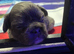Isabella Lilac and Tan Fluffy French Bulldog Puppies