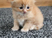 Scottish fold/Scottish straight kittens availible. Father is Tica registered