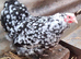 Peking banties pullets