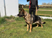German Shepherd sable female