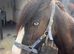 Shore x cob black filly
