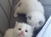 Fluffy Ragdoll kitten looking forever home