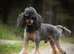 Phantom toy poodleb