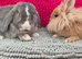 Lop and lionhead male and female