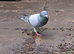 Long distance racer pigeon for sale