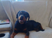 Rottweiler girl