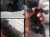 Maltipoo f1b, 2 boys 5 girls, &pound;1500/&pound;1600