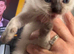 Ragdoll kittens available