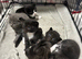 Super cute kittens
