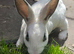Baby velvet mini rex