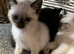 Ragdoll cross female kittens.