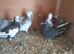 Pigeons for sale