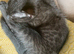 Black spotted bengals (available now)